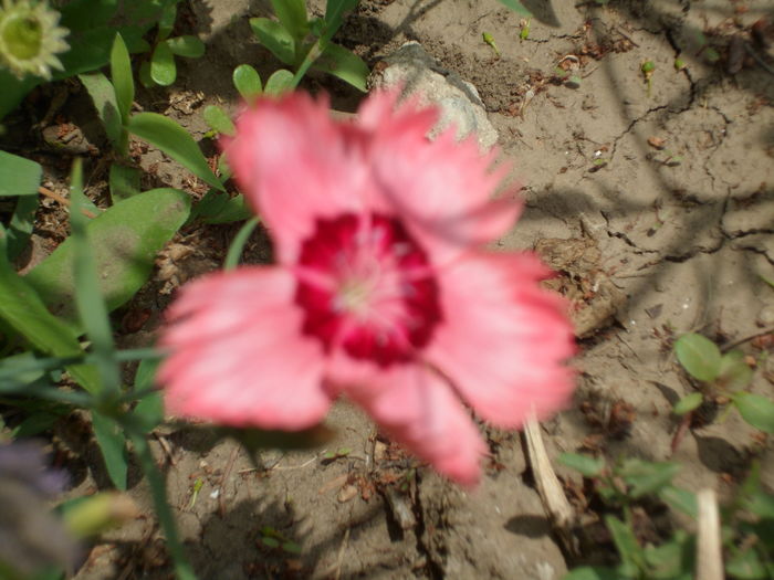 SAM_0023 - Florile mele din Dumbrava Minunata-2015