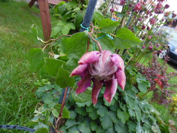 090 - clematite infloriri