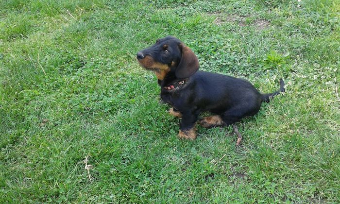 Avem deja Sase luni. - CAINI TECKEL CU PAR SIRMOS- dachshund wire haired standard 2013