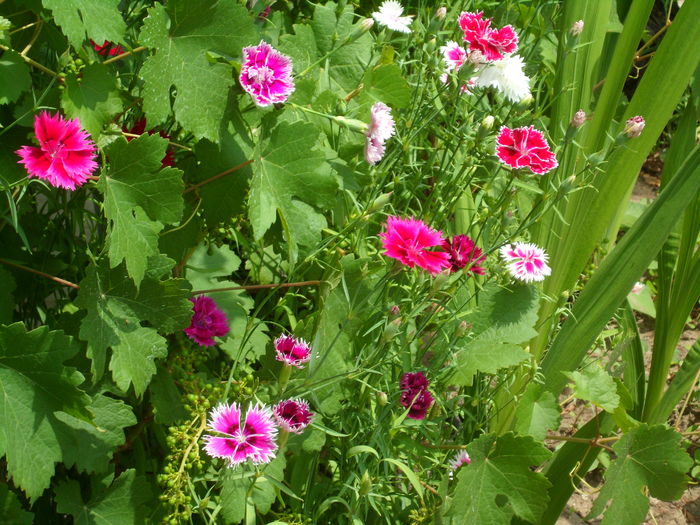 SAM_0025 - Florile mele din Dumbrava Minunata-2015