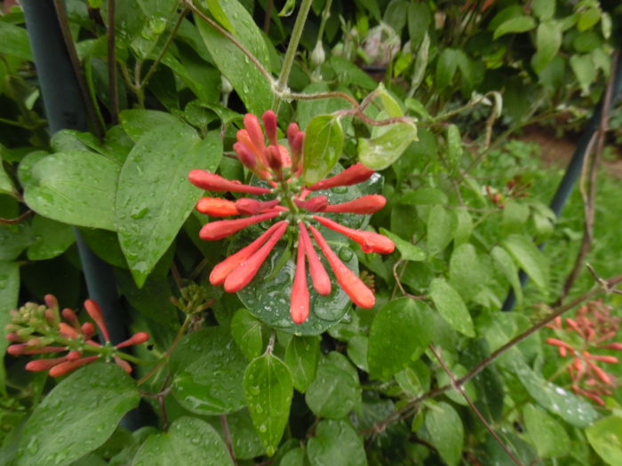 091 - clematite infloriri