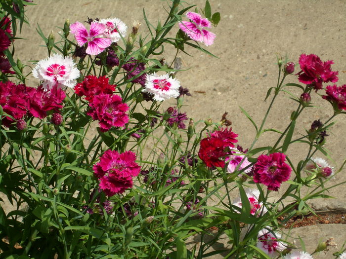 SAM_0027 - Florile mele din Dumbrava Minunata-2015