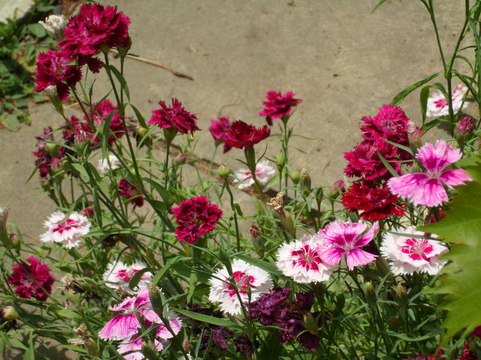 SAM_0028 - Florile mele din Dumbrava Minunata-2015