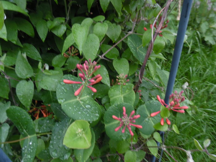 092 - clematite infloriri