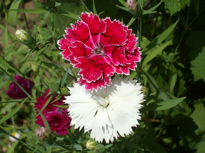 SAM_0031 - Florile mele din Dumbrava Minunata-2015