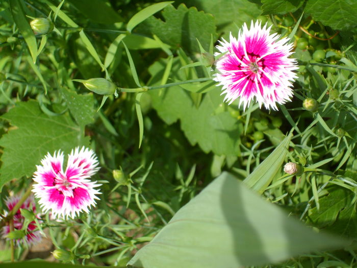 SAM_0032 - Florile mele din Dumbrava Minunata-2015