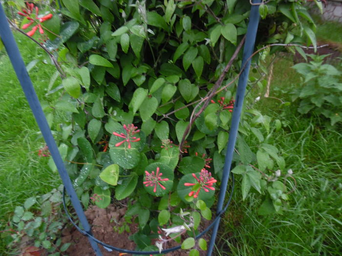 093 - clematite infloriri