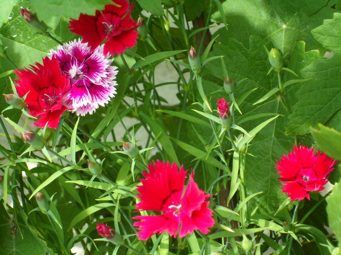 SAM_0033 - Florile mele din Dumbrava Minunata-2015