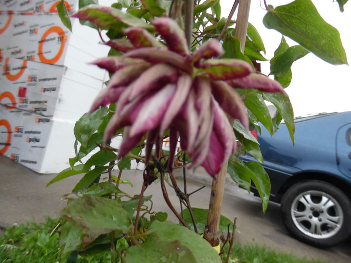 094 - clematite infloriri