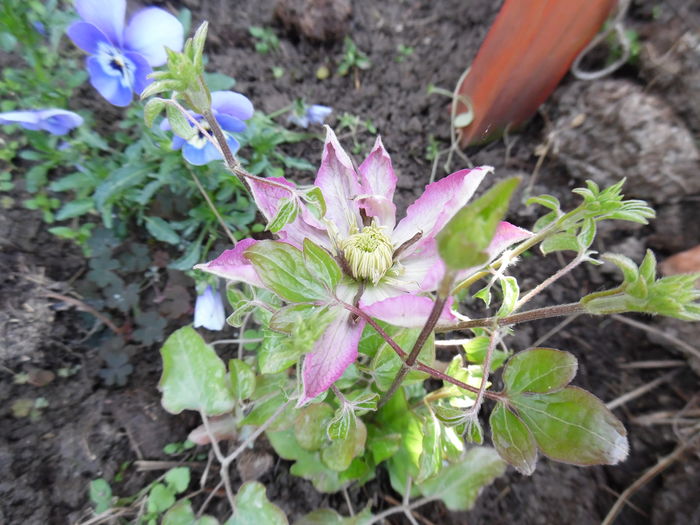 Asao era sa plece de la mine... - clematite infloriri