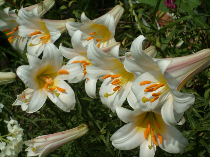 SAM_0042 - Florile mele din Dumbrava Minunata-2015