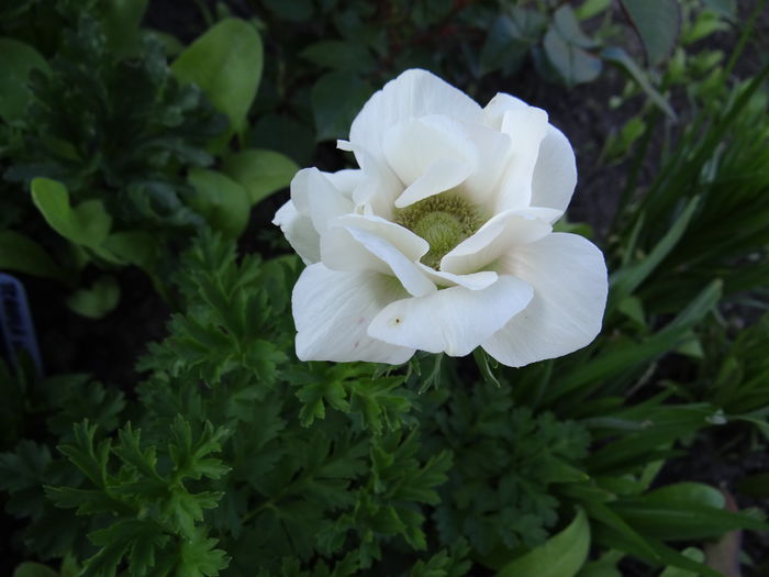  - E Florar in calendar