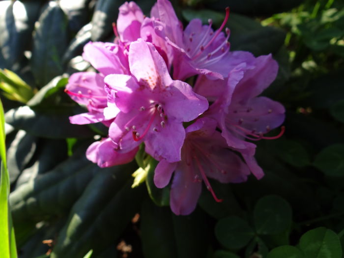  - E Florar in calendar