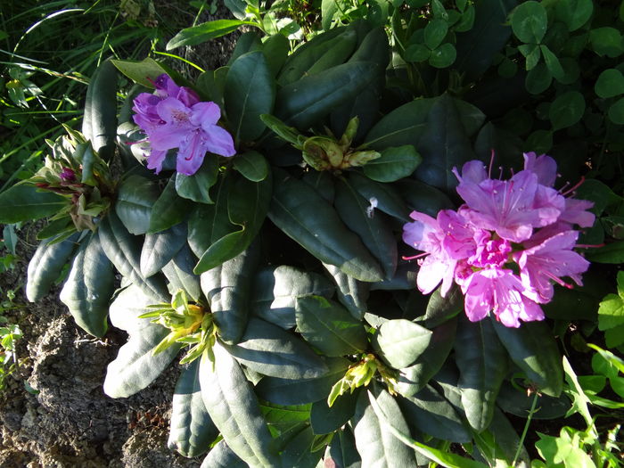 cumparat in aceasta primavara - E Florar in calendar