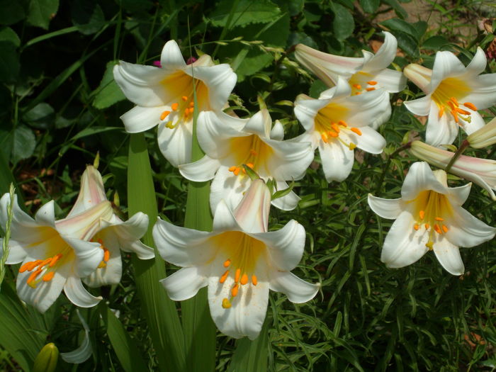 SAM_0044 - Florile mele din Dumbrava Minunata-2015