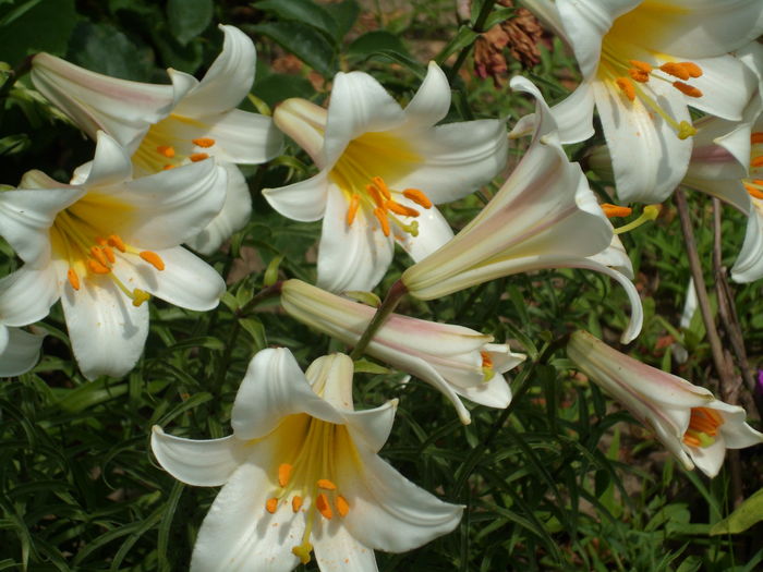SAM_0045 - Florile mele din Dumbrava Minunata-2015