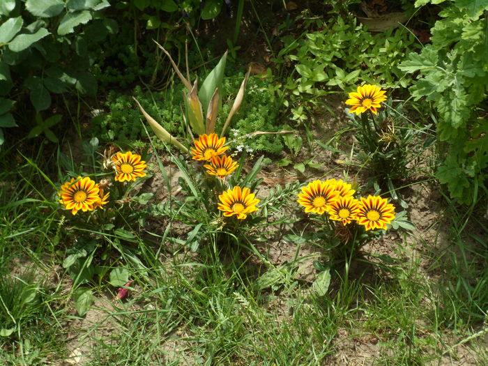 SAM_0046 - Florile mele din Dumbrava Minunata-2015