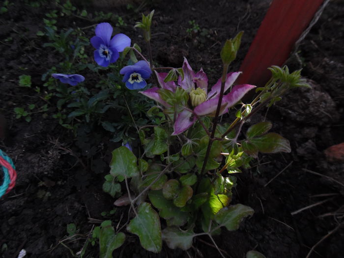 098 - clematite infloriri