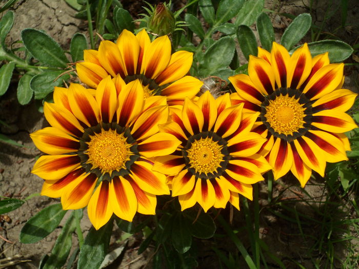 SAM_0048 - Florile mele din Dumbrava Minunata-2015