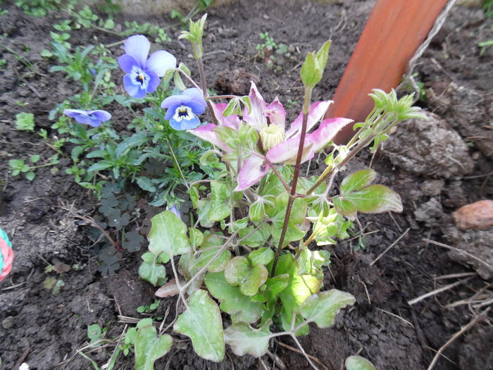 Acum e cat panseluta si are multi boboci - clematite infloriri