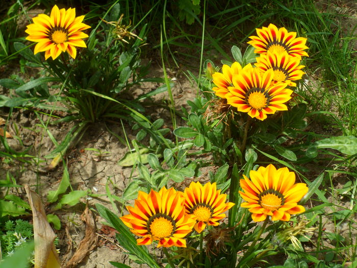 SAM_0049 - Florile mele din Dumbrava Minunata-2015