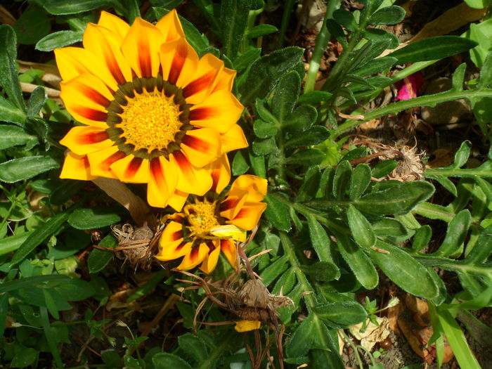 SAM_0050 - Florile mele din Dumbrava Minunata-2015
