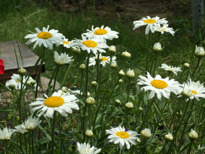 SAM_0051 - Florile mele din Dumbrava Minunata-2015