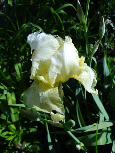primul iris este nitel ciufulit de grindina - E Florar in calendar