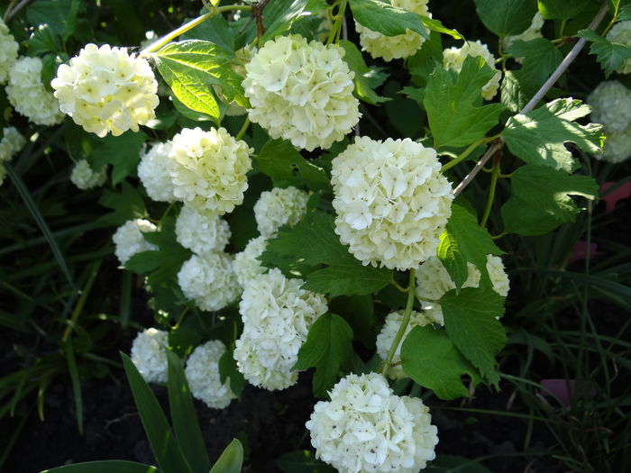  - E Florar in calendar