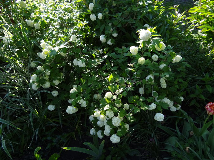 mititel dar plin de flori - E Florar in calendar