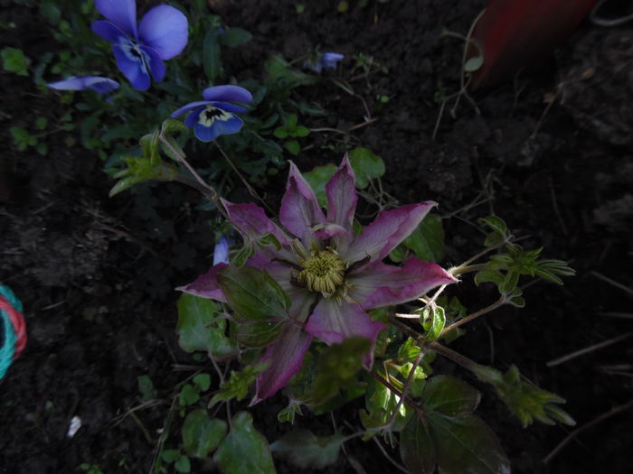 101 - clematite infloriri