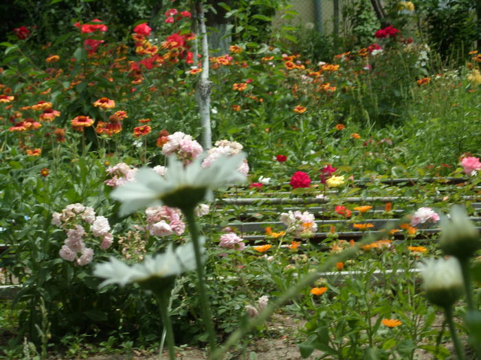 SAM_0056 - Florile mele din Dumbrava Minunata-2015
