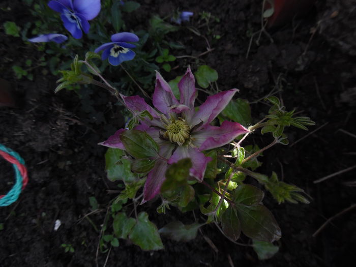 102 - clematite infloriri