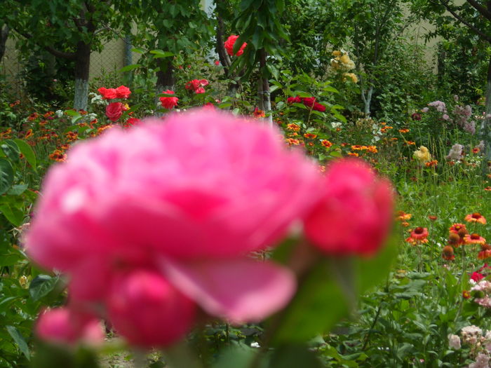 SAM_0059 - Florile mele din Dumbrava Minunata-2015