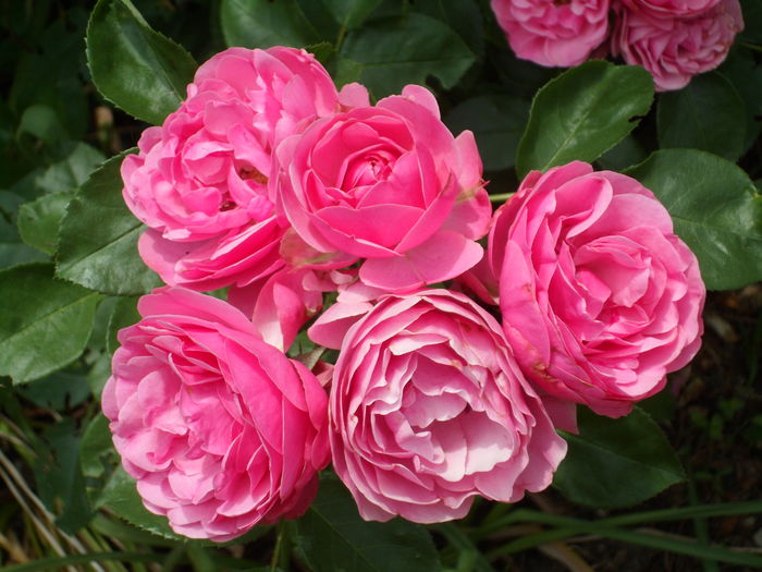 SAM_0061 - Florile mele din Dumbrava Minunata-2015