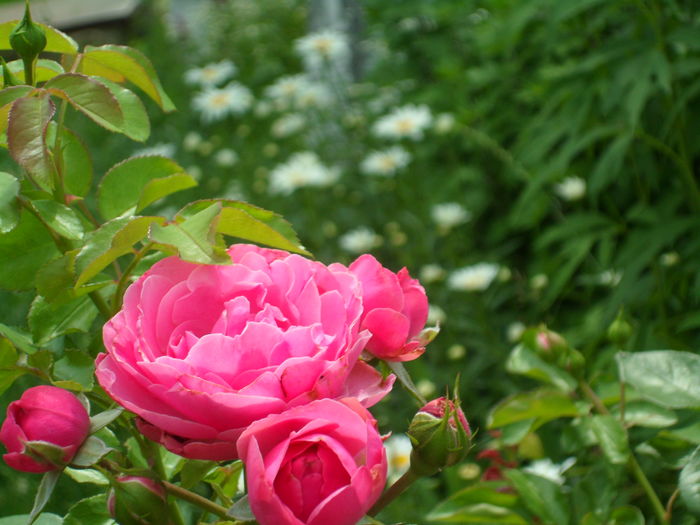 SAM_0063 - Florile mele din Dumbrava Minunata-2015