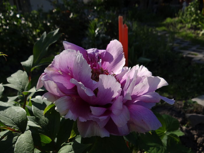  - E Florar in calendar