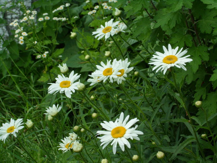 SAM_0065 - Florile mele din Dumbrava Minunata-2015