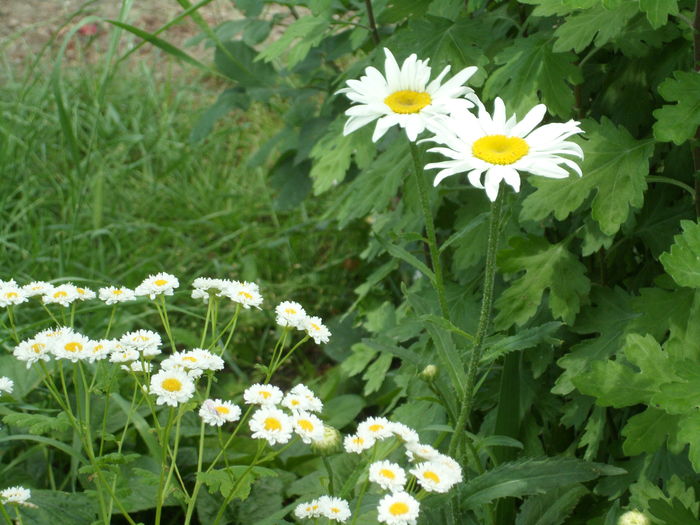 SAM_0066 - Florile mele din Dumbrava Minunata-2015