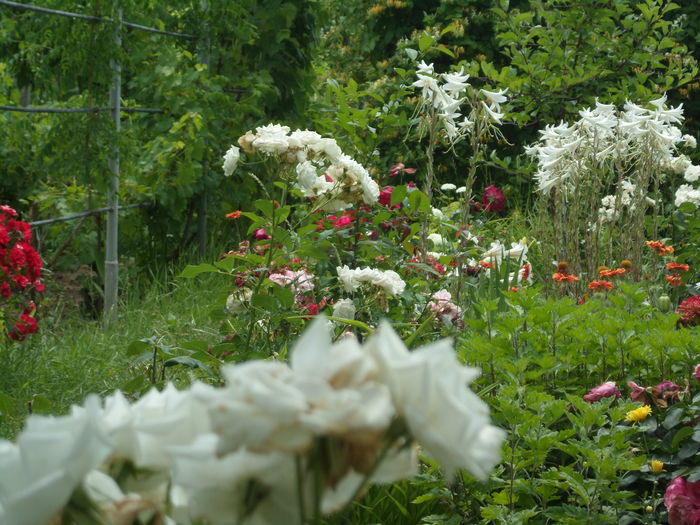 SAM_0071 - Florile mele din Dumbrava Minunata-2015