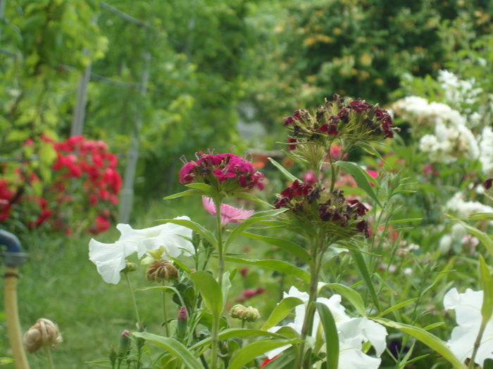 SAM_0072 - Florile mele din Dumbrava Minunata-2015