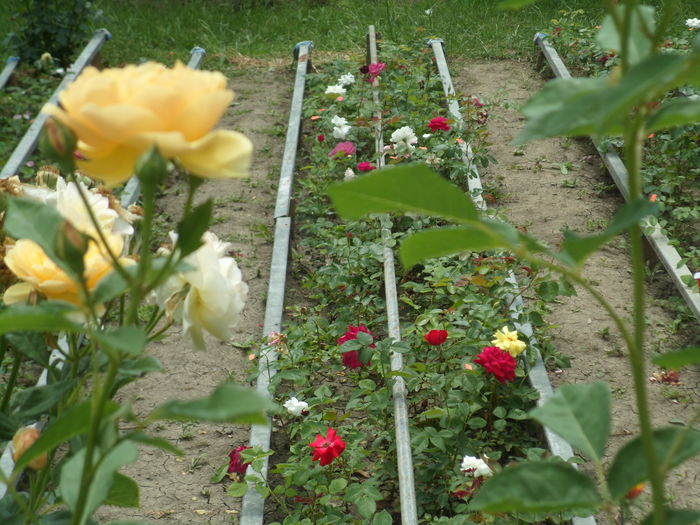 SAM_0075 - Florile mele din Dumbrava Minunata-2015