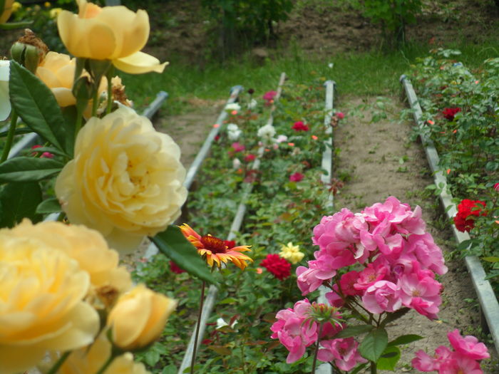 SAM_0076 - Florile mele din Dumbrava Minunata-2015