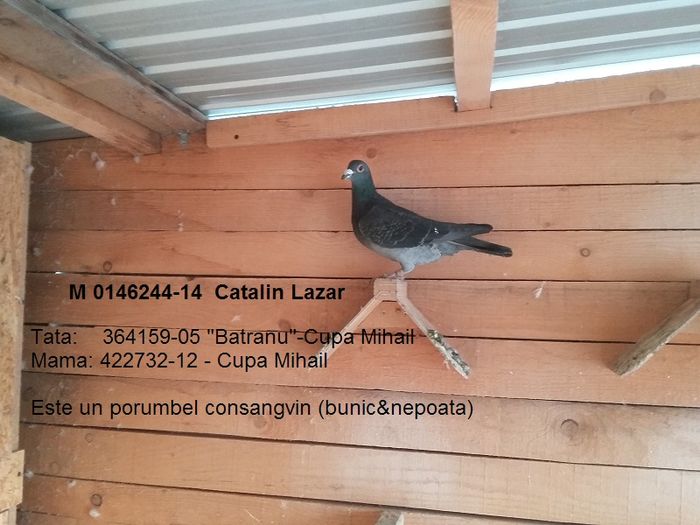 C9 M "Negrutu"-Fiu "Batranu"