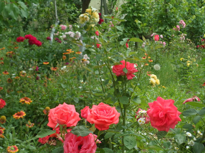 SAM_0078 - Florile mele din Dumbrava Minunata-2015