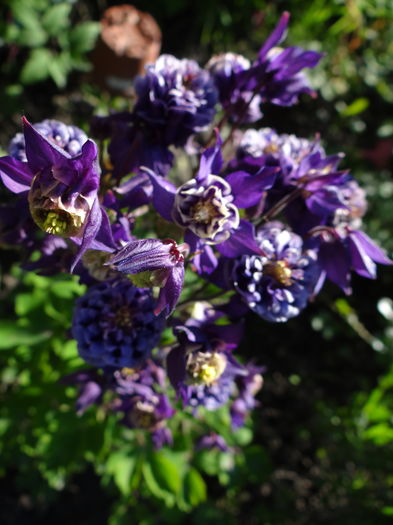 Aquilegia 'Winky Double Blue-White'