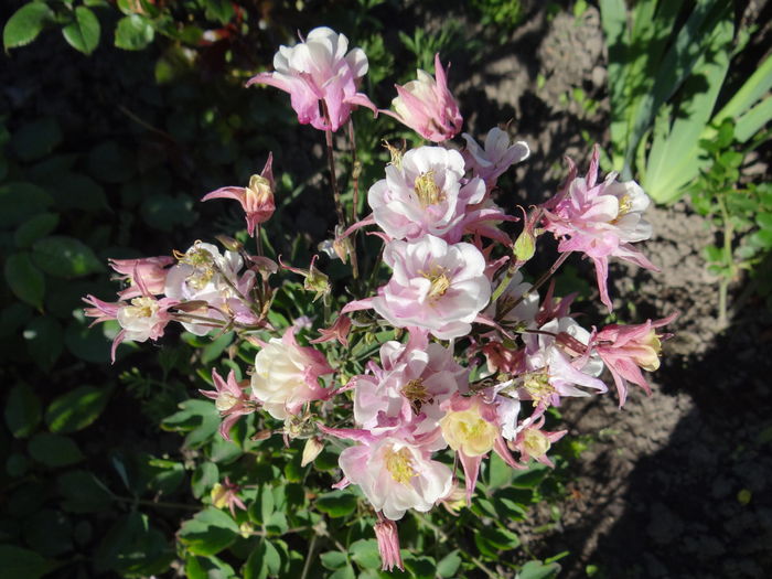 Aquilegia 'Winky Double Rose-White'