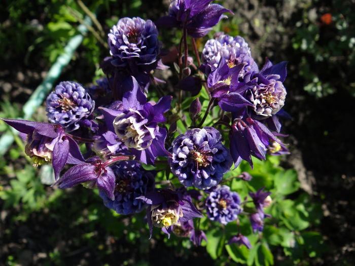 caldarusa dubla blue-white