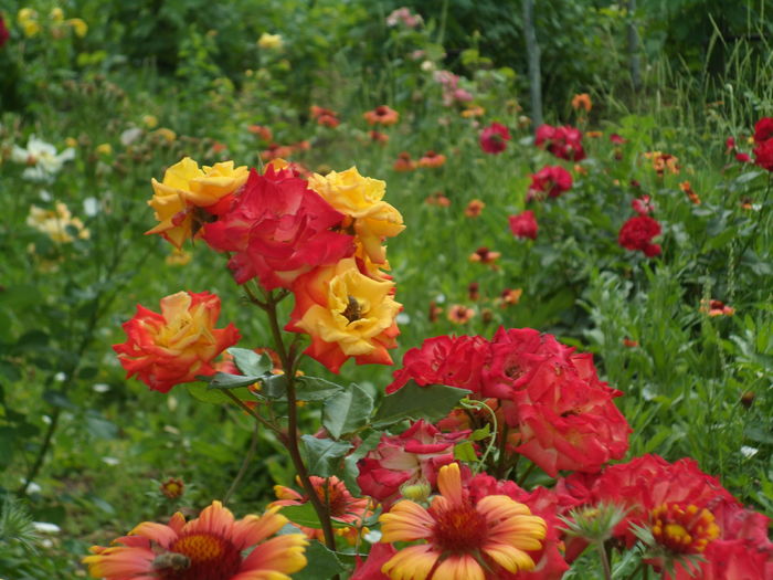 SAM_0080 - Florile mele din Dumbrava Minunata-2015