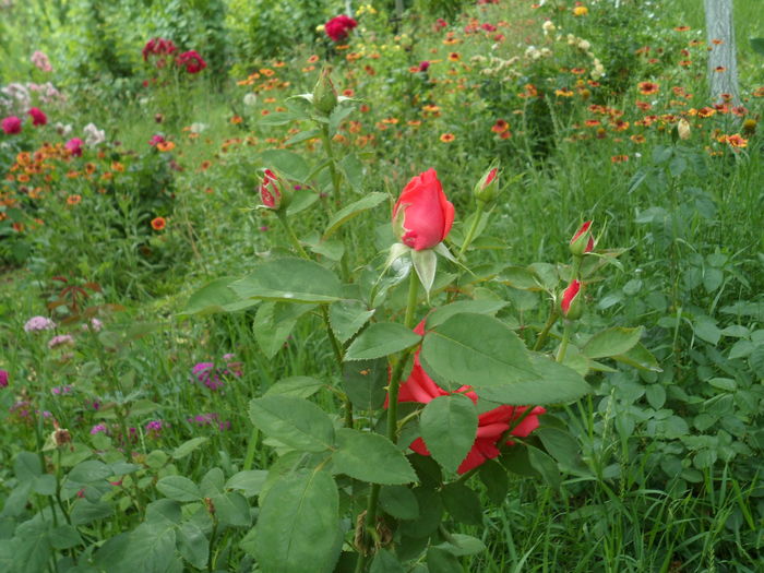 SAM_0084 - Florile mele din Dumbrava Minunata-2015
